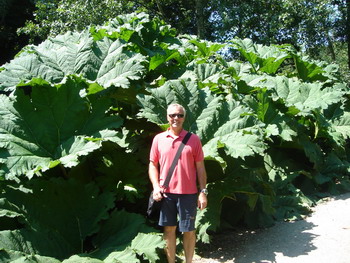 Big Leaves